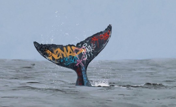 Marine biologists are now tagging whales in the hope to understand their movements better