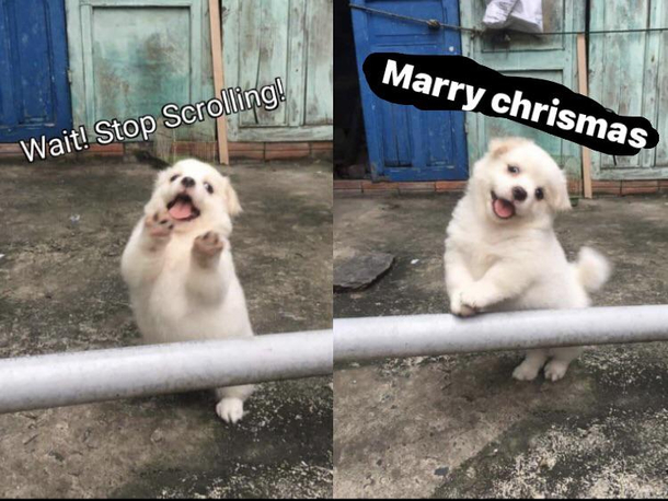 Marry chrismas