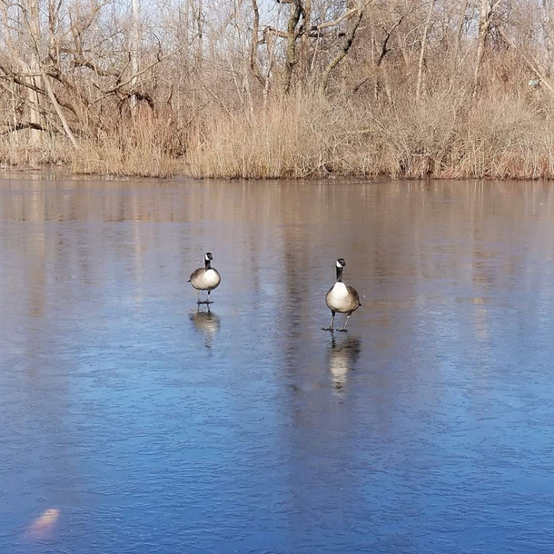 Martha See Harold I told you we should left weeks ago Harold Look Martha Im geesus Walkin on water