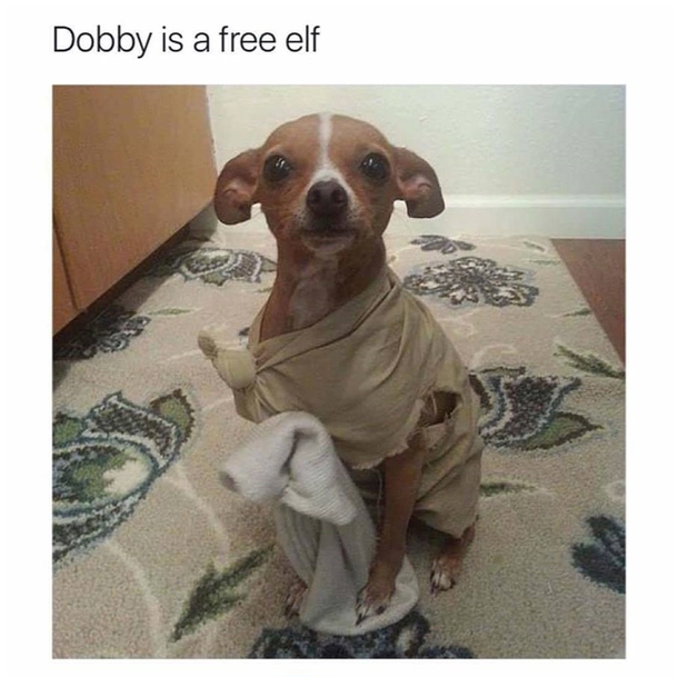 Master Gave Dobby A Sock Meme Guy