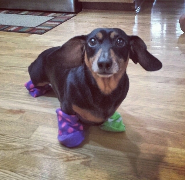 master has given weenie a sock weenie is free