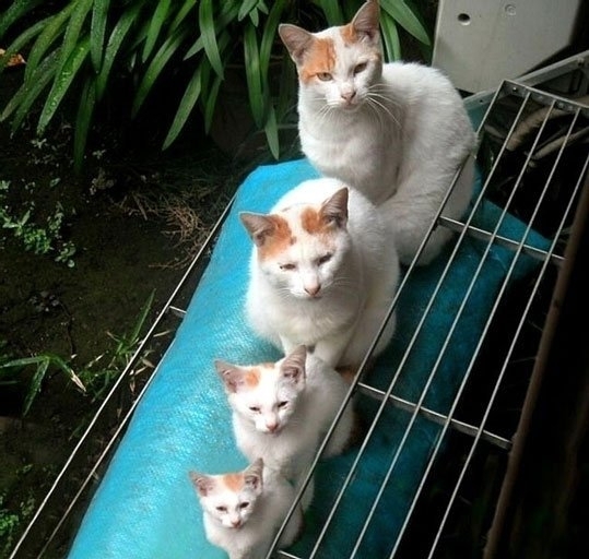 Matryoshka Cats