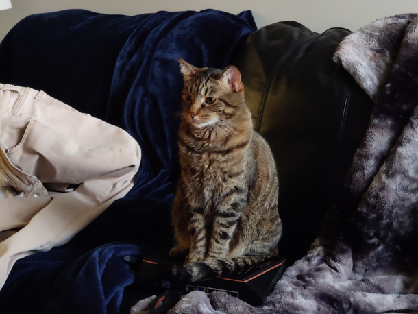 Max keeps sitting on my router cause its warm so I brought out my old one as a decoy
