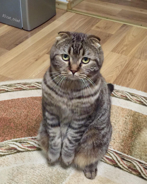 May I have some extra treats