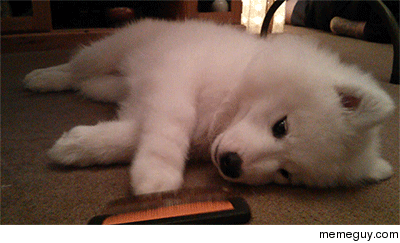 Maya playing with her brush