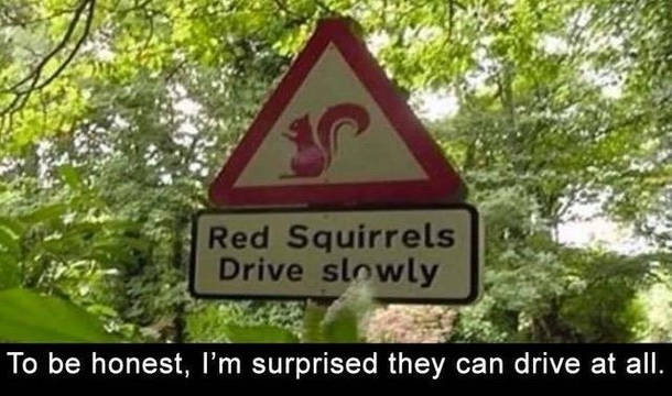 Maybe theyre senior citizen squirrels