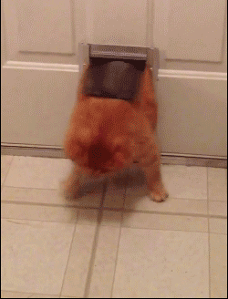Me after Halloween candy goes on sale