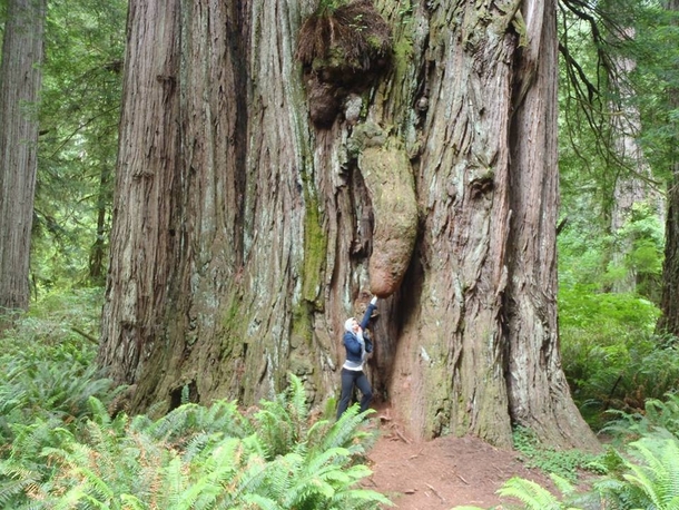 Me and my girlfriend found this phallus in the Redwoods