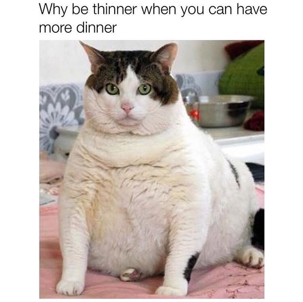 Me is the new sexy Meow