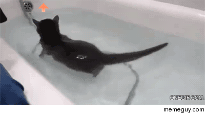 Me trying to get karma for the front page