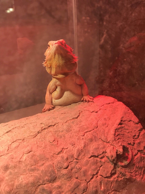 Me when I see myself in the mirror getting out of the shower