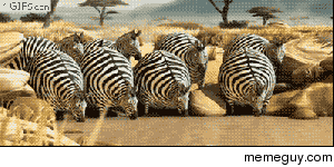Meanwhile in Africa