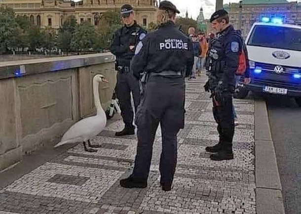 Meanwhile in Prague