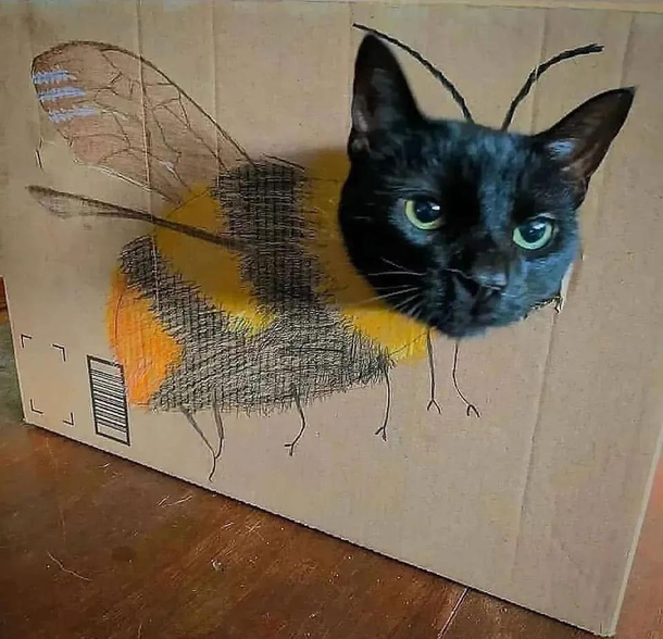 Meet Beecat