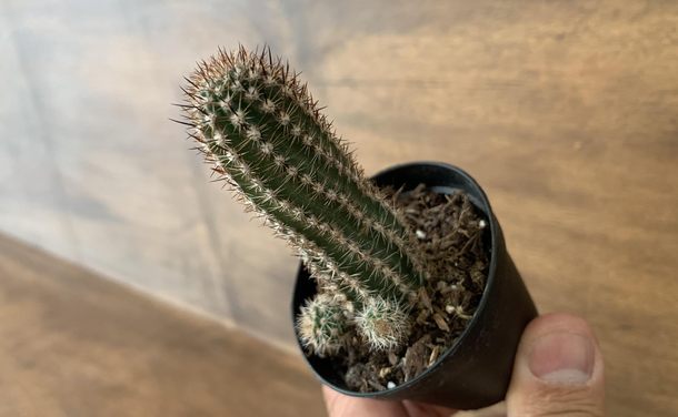 Meet Cocktus He says hello