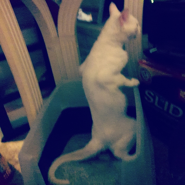 Meet Cue Tiberius McWhiskers I adopted him today He is deaf and apparently likes to pee standing up