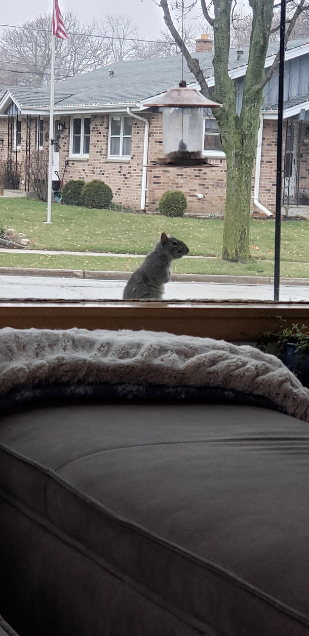 Meet Frank He comes each day checks in and watches the morning news My dachshund considers him a friend now doesnt even bark anymore