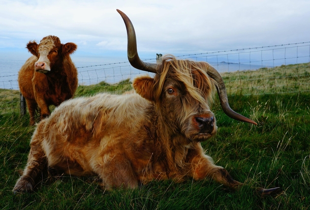 Meet Kurt Cowbain the crazy cow from the Isle of Skye
