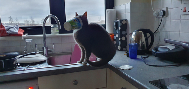 Meet my cat Scampi Im obviously very proud