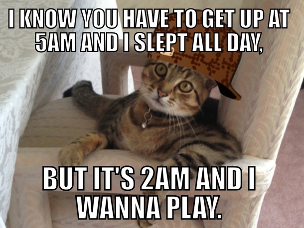 Meet my scumbag cat