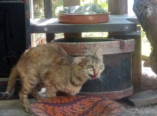 Meet Picatso