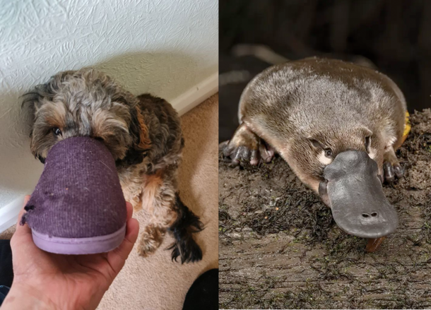 Meet Pippin the Platypus