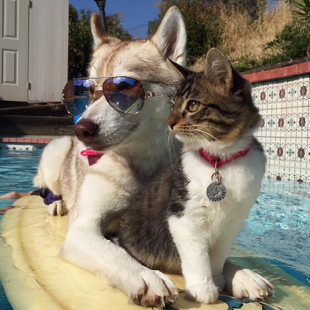 Meet the cat that runs with dogs