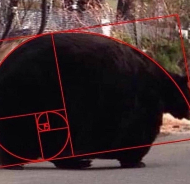 Meet the Fibonnaci Bear the absolute master of Golden Ratios