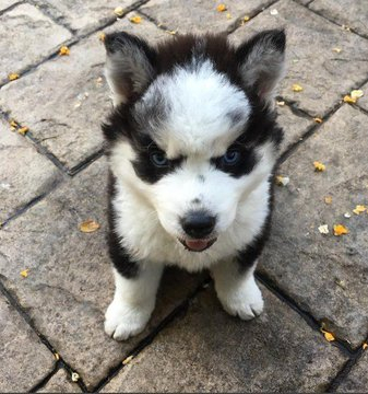Meet Thor