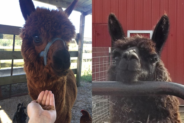 Meeting an Alpaca Expectation vs Reality