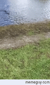 MEINE FISH