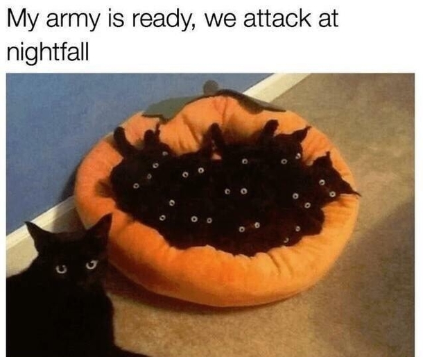 meow gang
