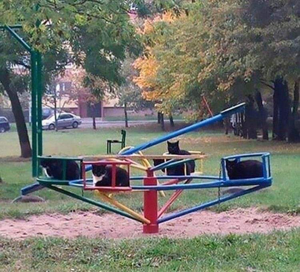 Meowy-Go-Round