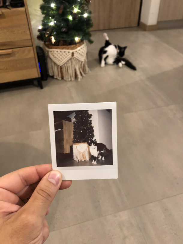 Merry Christmas from my cat