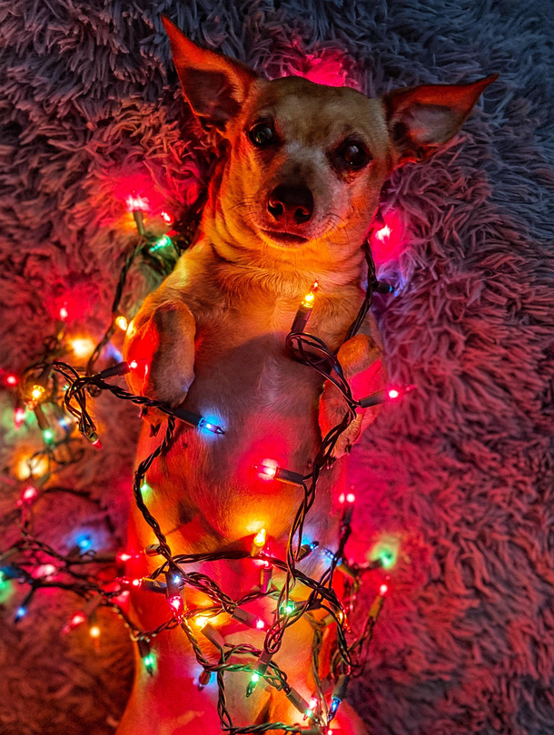 Merry Christmas you filthy animals