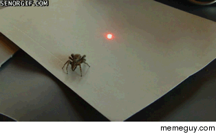Messing with spider