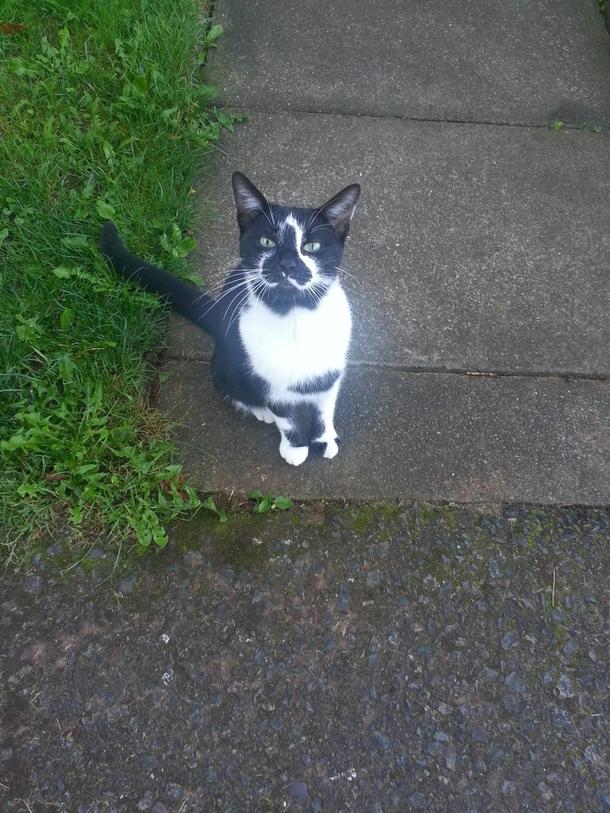 Met my mums new cat yesterday- she has some interesting markings the cat not my mum