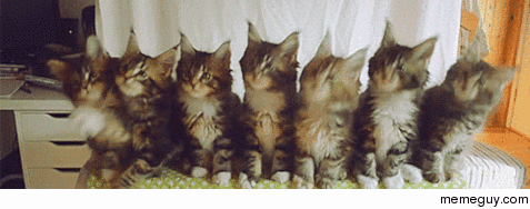 Metal kittens