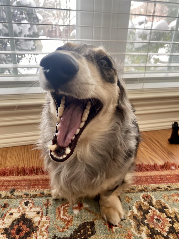Mid yawn but looks like he is laughing