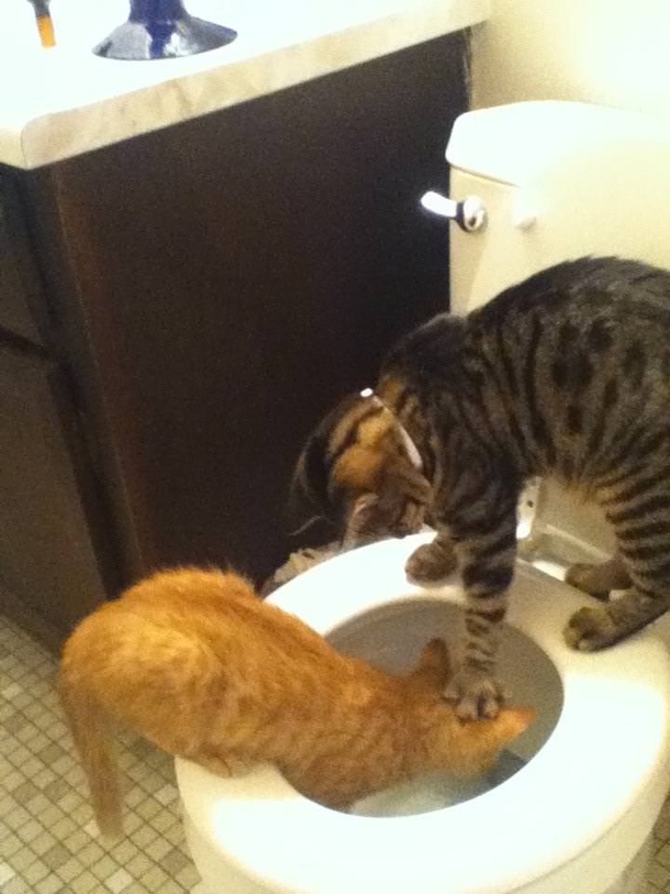 Middle school for cats
