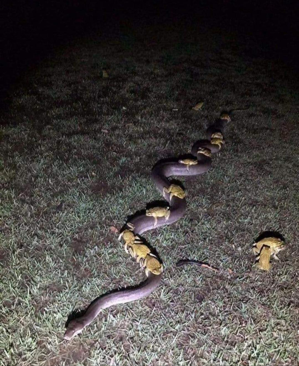Midnight train for the bois