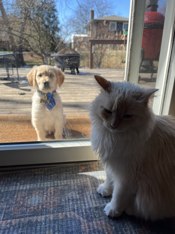 Mikko locked the puppy out