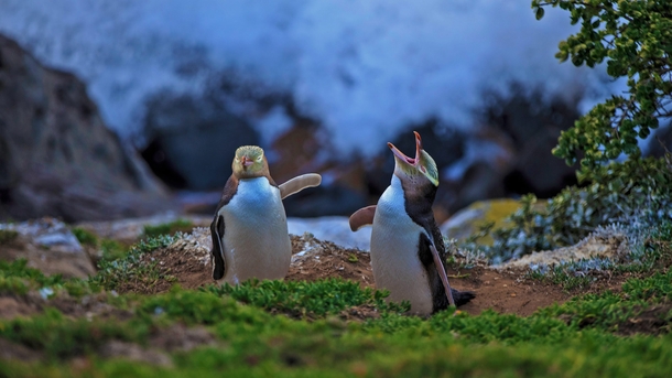 Miles from any human civilization and against all odds a random penguin steps on a LEGO