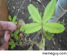 Mimosa pudica - The sensitive plant