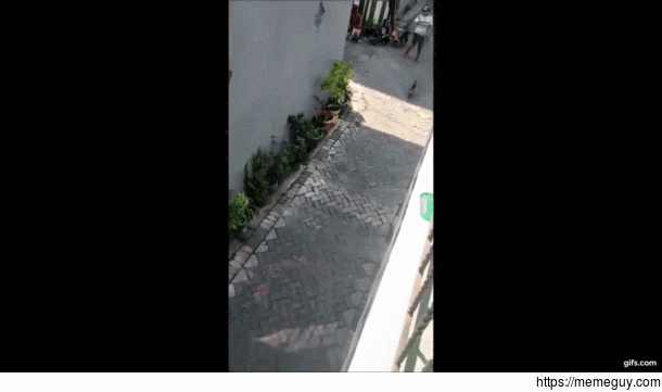 Mini-Motorcycle Riding Monkey Tries to Steal a Baby
