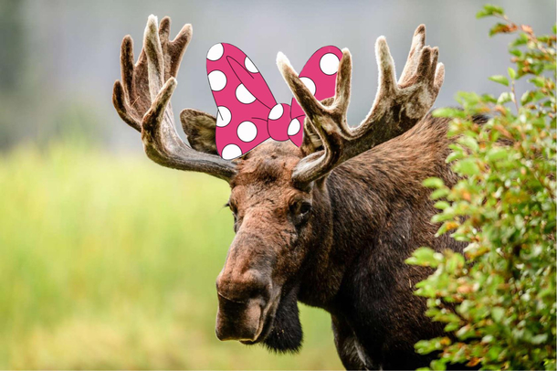 Minnie Moose