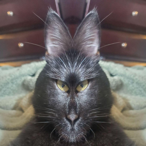 Mirror image collage turned my cat into a rabbit