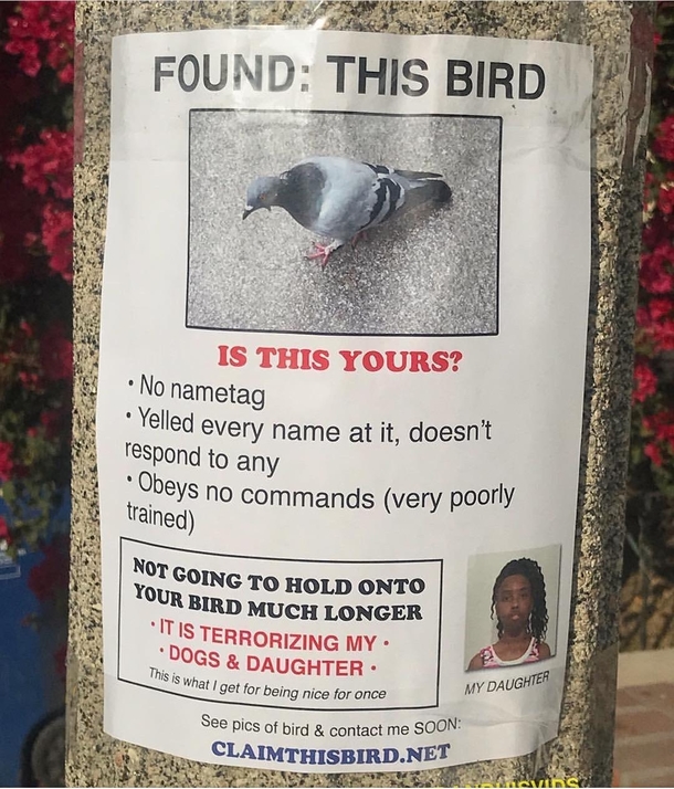 Missing a pet anyone