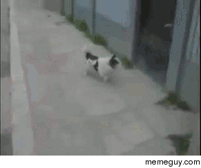 Mission Impossible dog