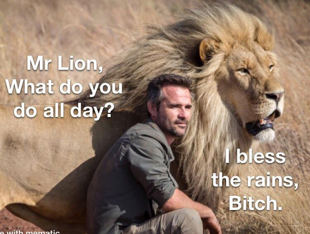 Mister Lion